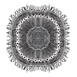 Plant Cells, 2019 (pero a inkoust)