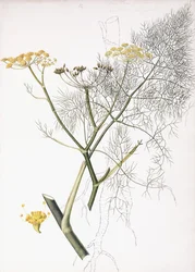 Botanická studie, 1822-1845