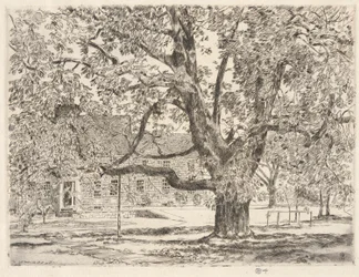 Velký koňský kaštanovník, Easthampton