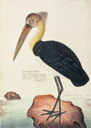 Ardea Argala, z Kresby ptáků z Malacca, kolem 1805-18 (wc na papíře)
