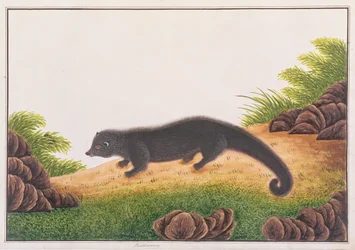 Binturong, z kreseb zvířat, hmyzu a plazů z Malacca, kolem 1805-18 (wc a kvaš na papíře)