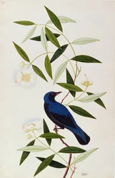 Boorah Farleeh, z Drawings of Birds from Malacca, c.1805-18 (wc na papíře)