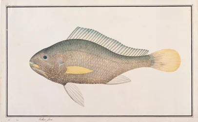 Croaker, z Drawings of Fishes from Malacca, c.1805-18 (wc na papíře)