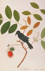 Drongo crow-billed, from Drawing of Birds from Malacca, c.1805-18 (wc on paper)