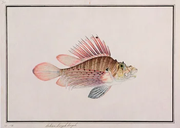 Eekan Linqah Singah, z Drawings of Fishes from Malacca, c.1805-18 (wc na papíře)