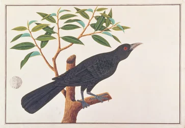Koel, z Drawings of Birds from Malacca, c.1805-18 (wc na papíře)