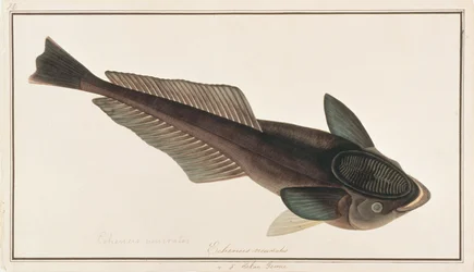 Živý žralok z kresby ryb z Malacca, c.1805-18 (wc na papíře)