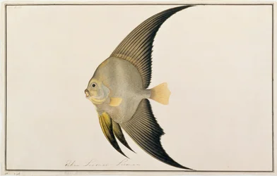 Netopýr dlouhoploutvý, z kresby ryb z Malacca, c.1805-18 (wc na papíře)
