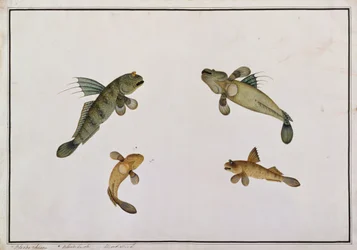 Mud Fish, Bloodo chiena, Bloodo La-ore, from Drawings of Fishes from Malacca, c.1805-18 (wc na papíře)