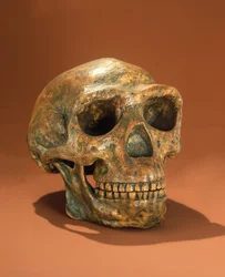 Peking Mans rekonstruovaná lebka, Cave Choukoutien (kost)
