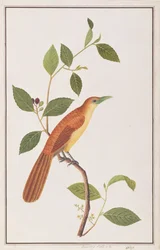 Raffles Malkoha, z Kresby ptáků z Malacca, kolem 1805-18 (wc na papíře)
