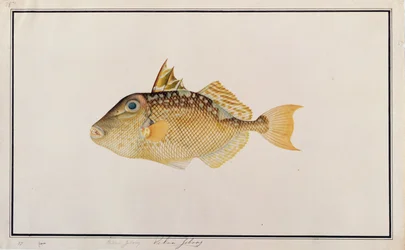 Starry Triggerfish, od Drawings of Fishes from Malacca, c.1805-18 (wc na papíře)