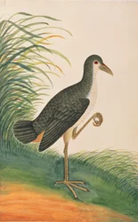 Waterhen běloprsý, z kresby ptáků z Malacca, kolem 1805-18 (wc na papíře)