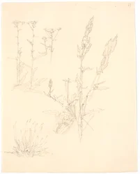 Studie rostlin