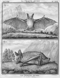 Netopýří křídla slyšel netopýr na svých čtyřech nohách, c1763.
