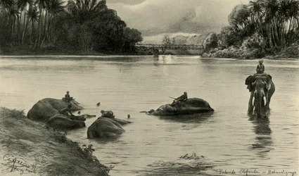 Sloni se koupají v řece Mahaweli, Ceylon, 1898.