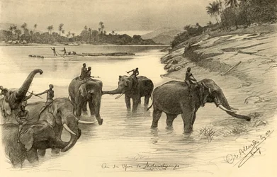 Sloni na březích řeky Mahaweli, Ceylon, 1898.