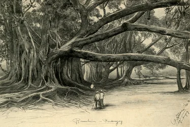 Obří stromy v Buitenzorg, Jáva, 1898.