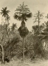 Talipot palma po odkvětu, Ceylon, 1898.