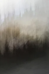 Abstrakt: Lesní klid