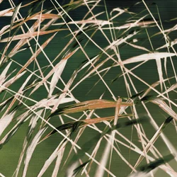 Šepot rákosí – abstrakt