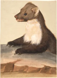 Kuna