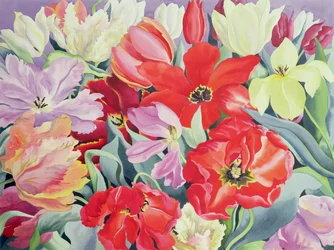 Massed Tulips, 2003 (wc na papíře)