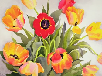 Oranžové a červené tulipány (wc)