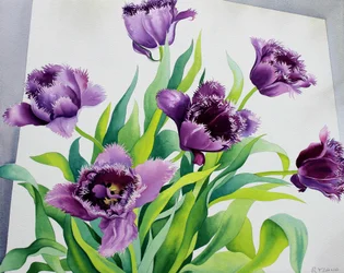 Fialové třásňové tulipány (akvarel na papíře)