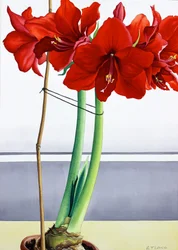 Red Amaryllis 2 (akvarel na papíře)