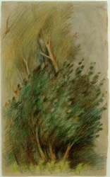 Tucheler Heide (lesní studie)