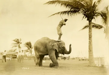 Golfista stojící na slonici Rosie, Miami Beach, 2. května 1927