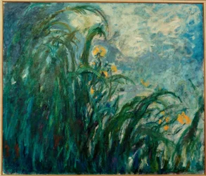 Les Iris jaunes (žluté kosatce)