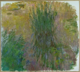 Nymphéas