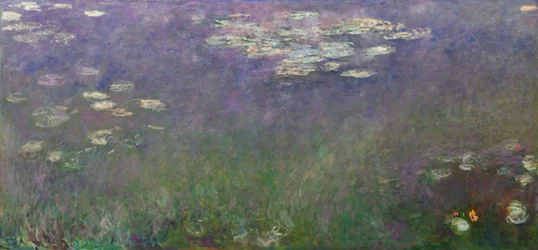 Lekníny (Agapanthus)