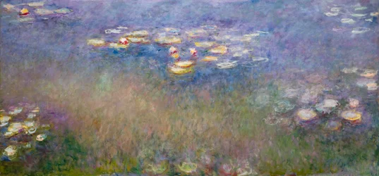 Lekníny (Agapanthus) asi 1915-26 (olej na plátně)