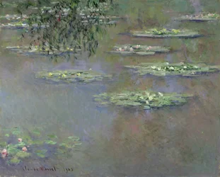 Lekníny, 1903