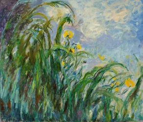 Žluté kosatce, c. 1925.