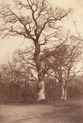 Studie stromů, Bois de Boulogne