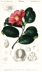 Kamélie japonská, Camellia japonica. ,1849 (rytina)
