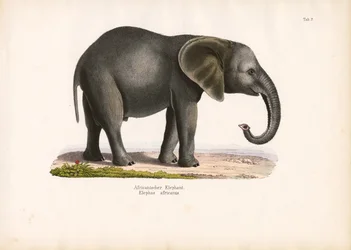 Slon africký