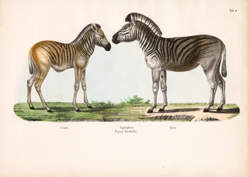 Zebra Burchellova (Tygří kůň) v různém věku