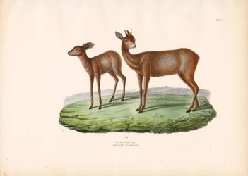 Grysbok kapský