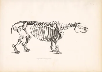 Anatomie kostry hrocha
