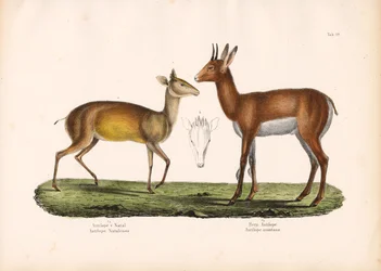 Antilopa domácí a antilopa horská