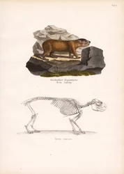 Kostra hyraxe rudohlavého a hyraxe kapského