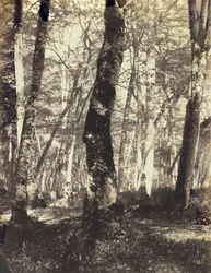 Studie v Barbizonském lese, 186069.