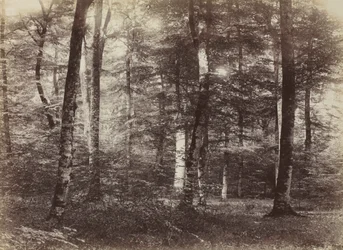 Bez názvu The Forest of Fontainbleau, c. 1874.