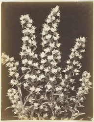 Bez názvu [kvetoucí rostlina], c. 1870.