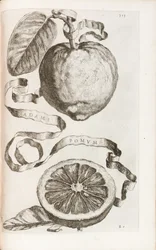 Adamovo jablko, deska 313 z „Hesperides or the Evil Culture and Use of Golden Books“ od Giovanniho Battisty Ferrariho, 1646